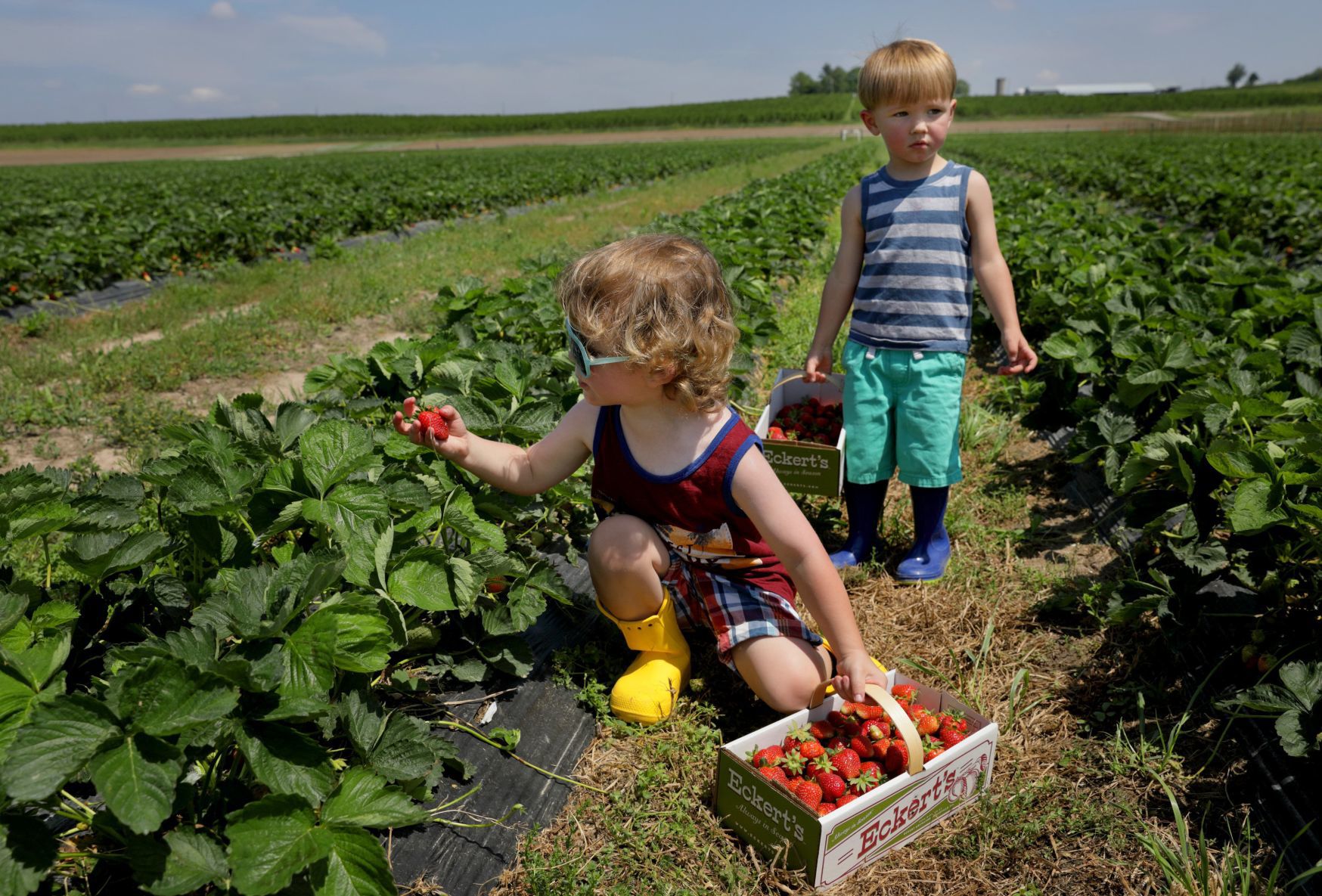 Strawberry picking season